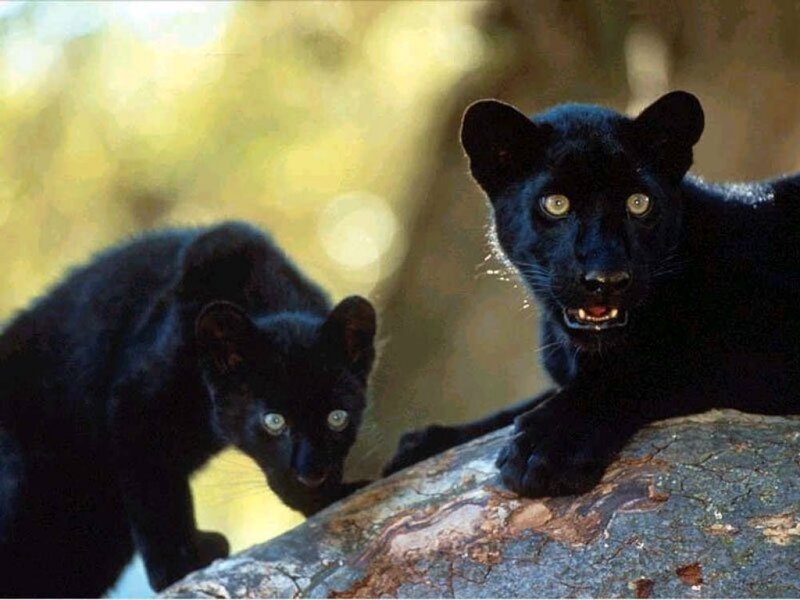 Two Black Panthers