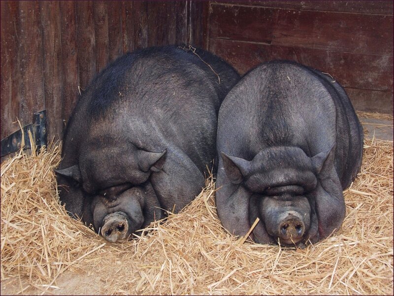Two black pigs sleeping on hay