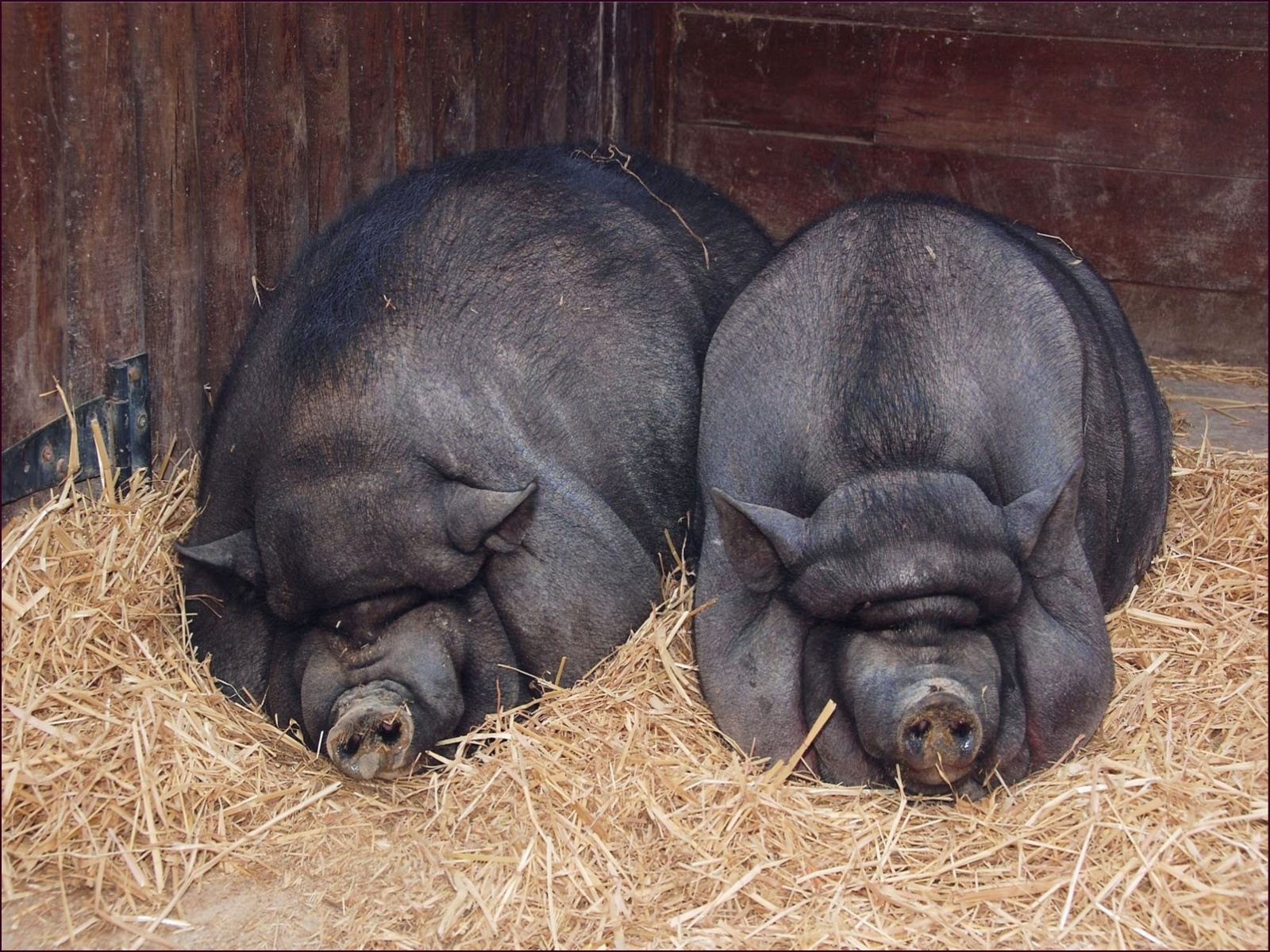 Two black pigs sleeping on hay