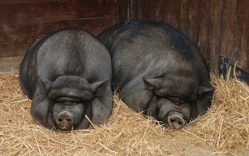 Two Black Pigs Sleeping
