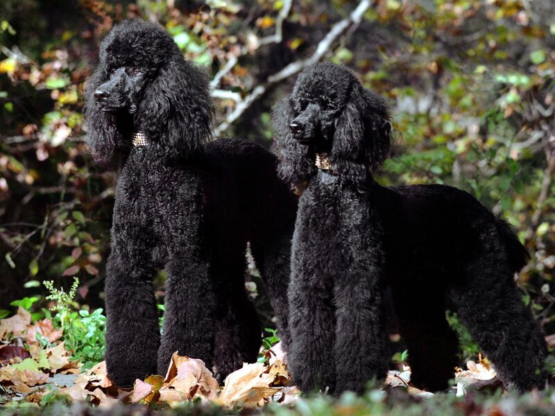 Two Black Poodles
