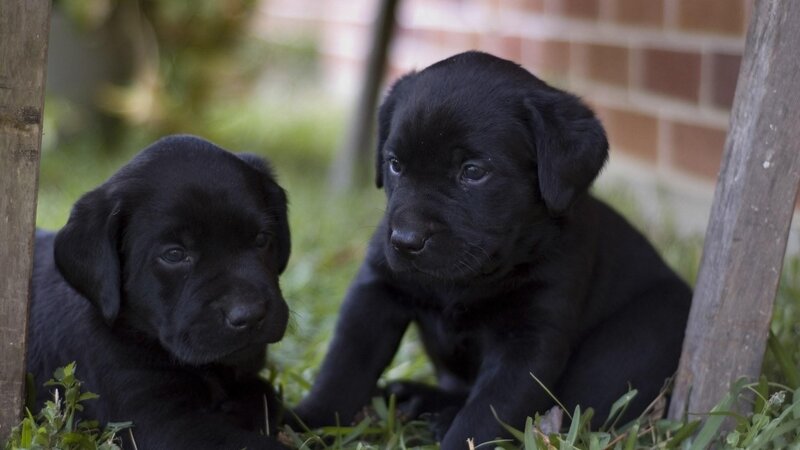 Two black puppies in grass