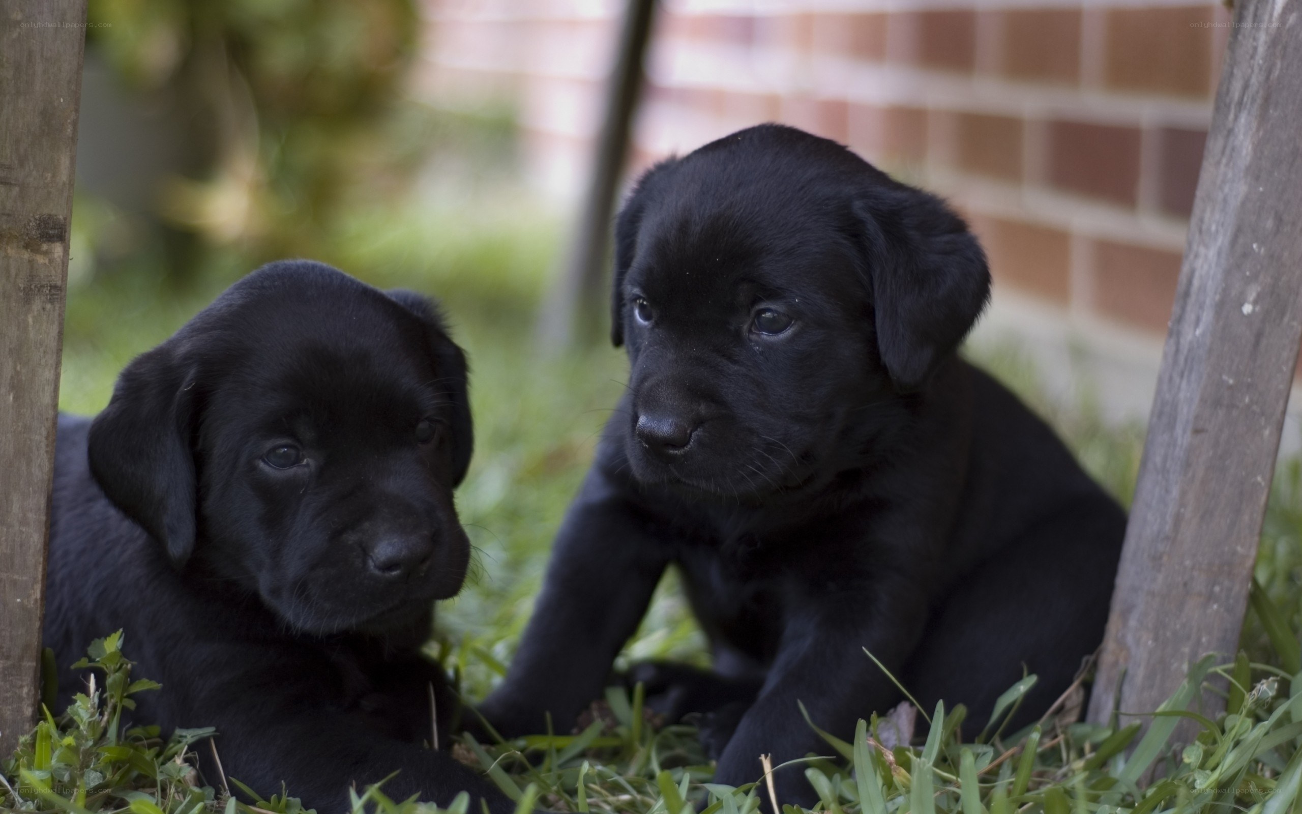 Two black puppies in grass