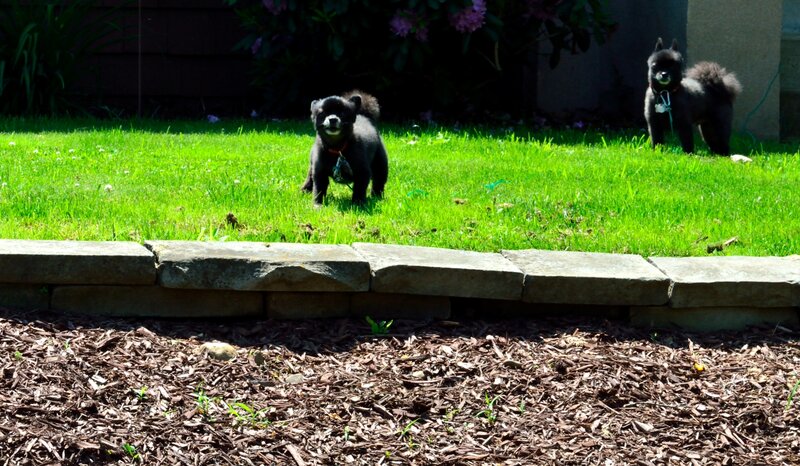 Two Black Puppies on Grass — Green