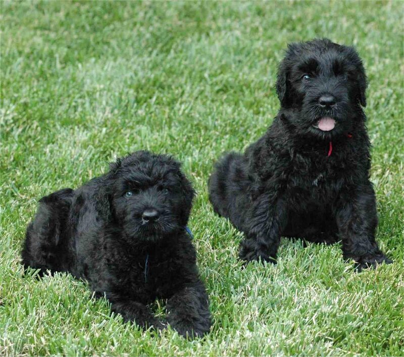 two black puppies on grass