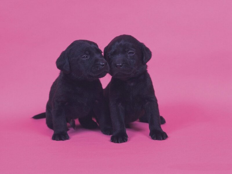 two black puppies on pink
