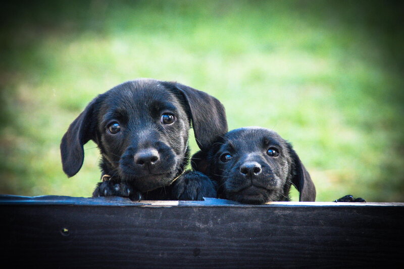 Two Black Puppies