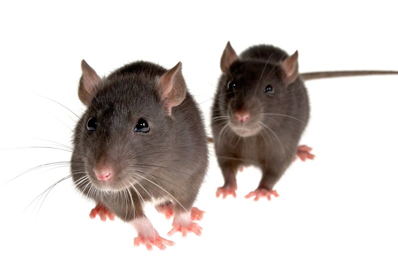 two black rats on white