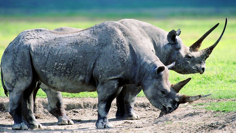 Two Black Rhinoceroses — Green