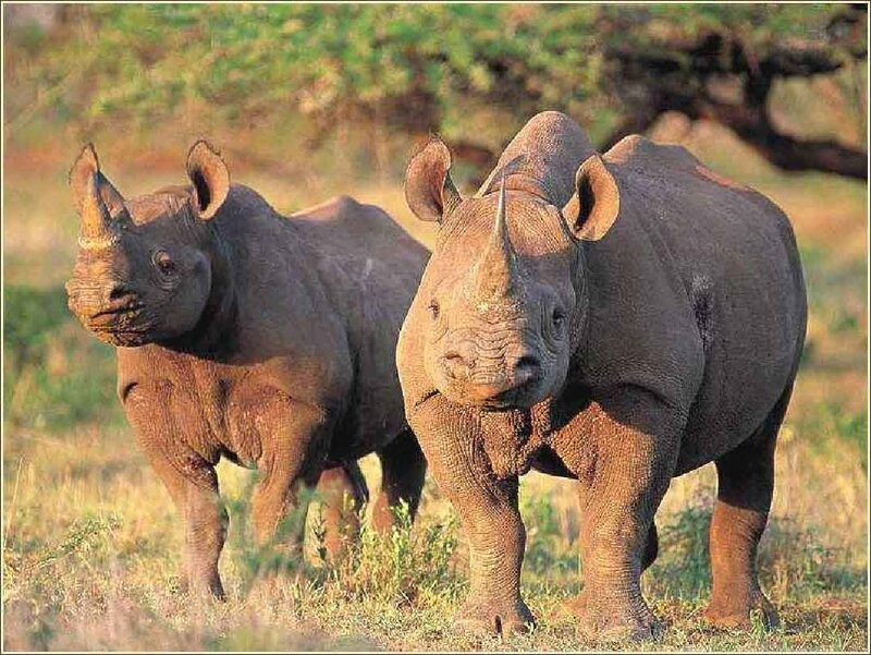 Two Black Rhinoceroses