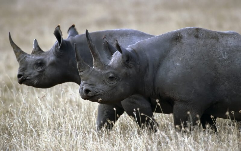Two Black Rhinos