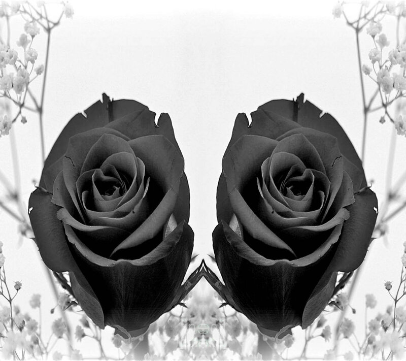 Two Black Roses — Dramatic