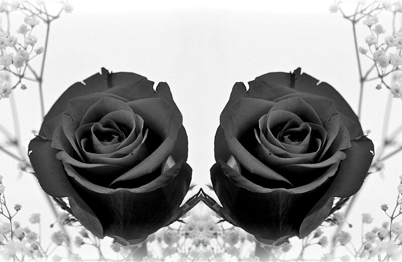 Two Black Roses