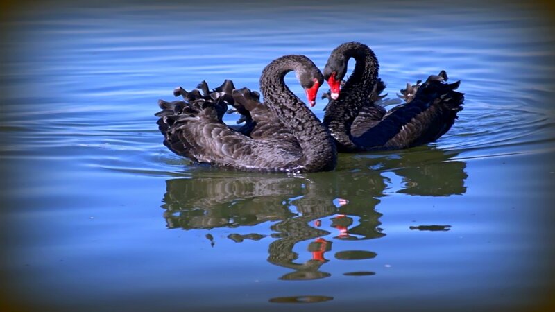 Two Black Swans — Blue, Serene