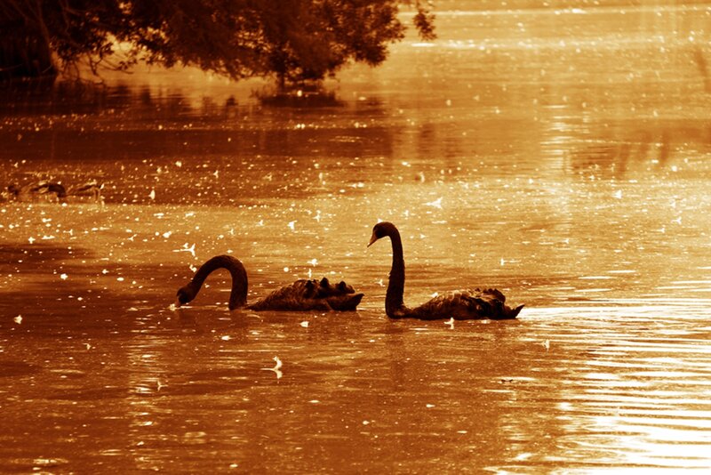 Two Black Swans — Brown