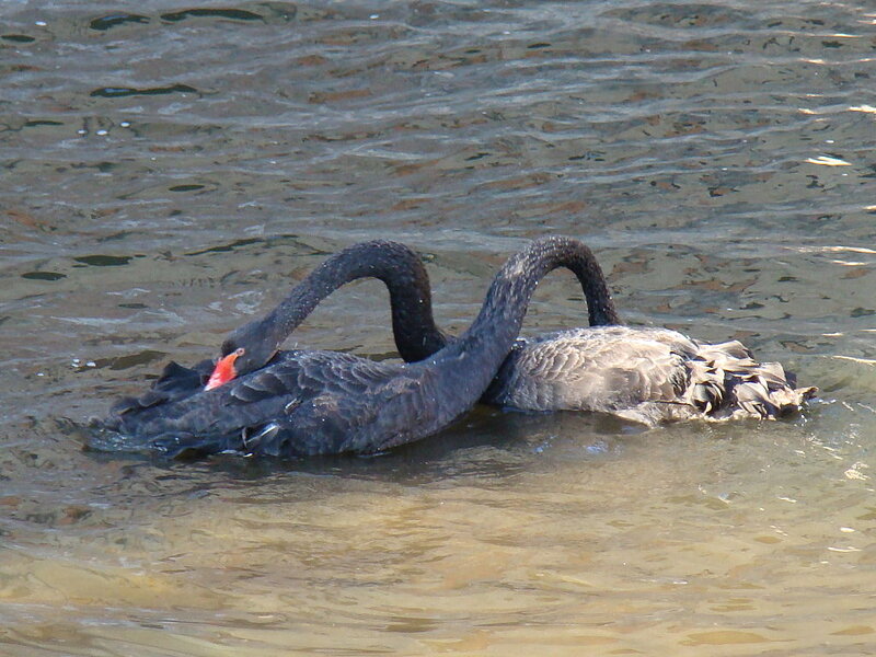 Two Black Swans — Calm, Afternoon