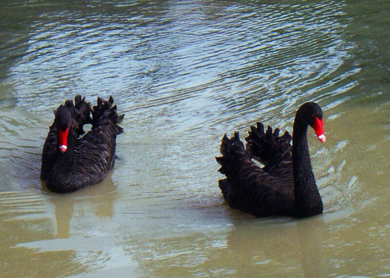 Two Black Swans — Calm