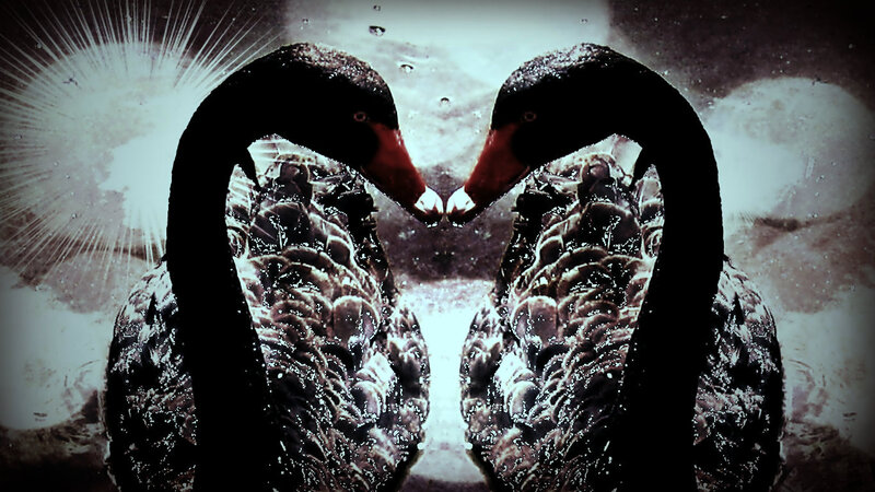 Two Black Swans — Dramatic