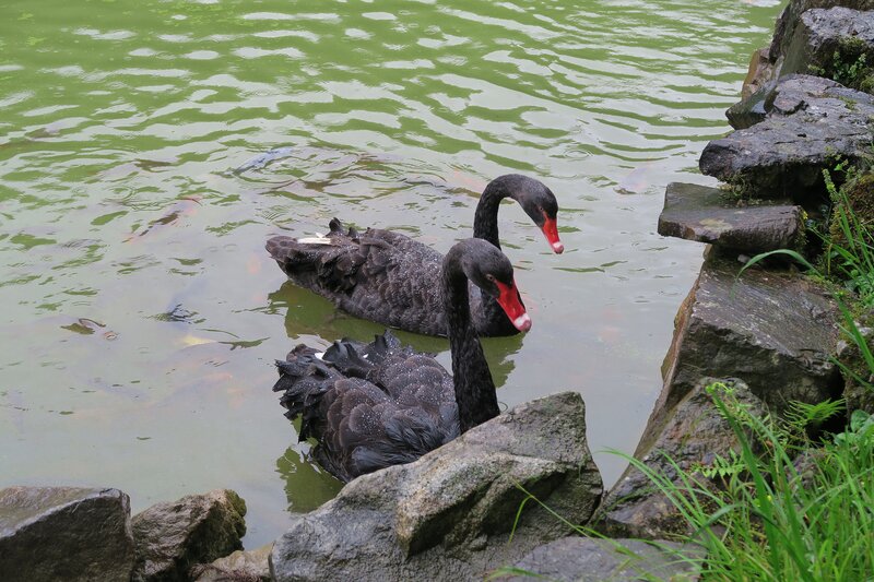 Two Black Swans — Green