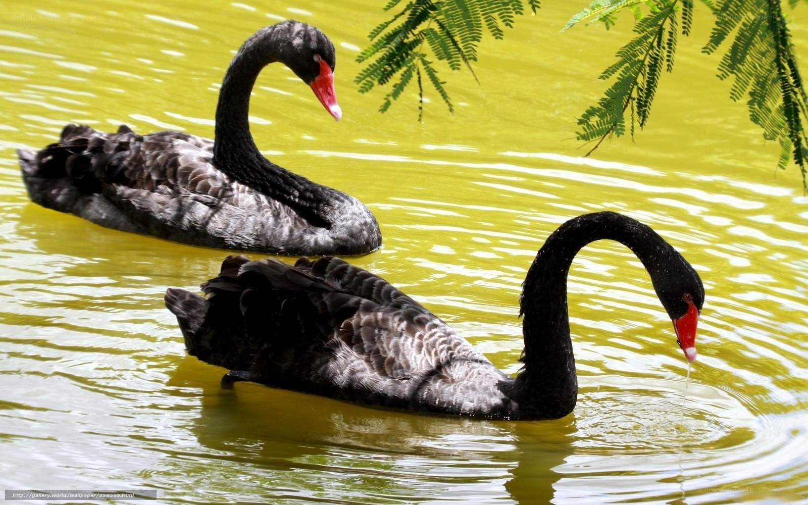 Two black swans on a pond