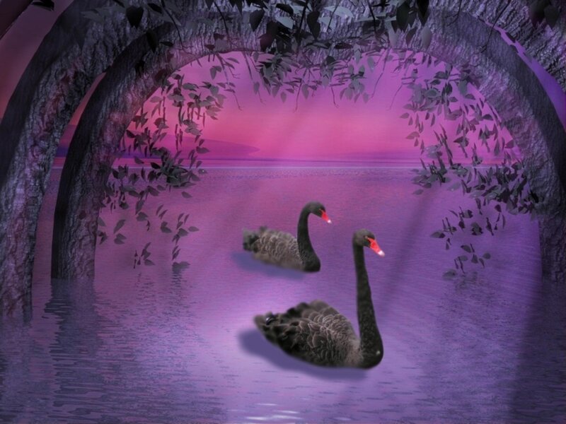 Two black swans on a purple lake