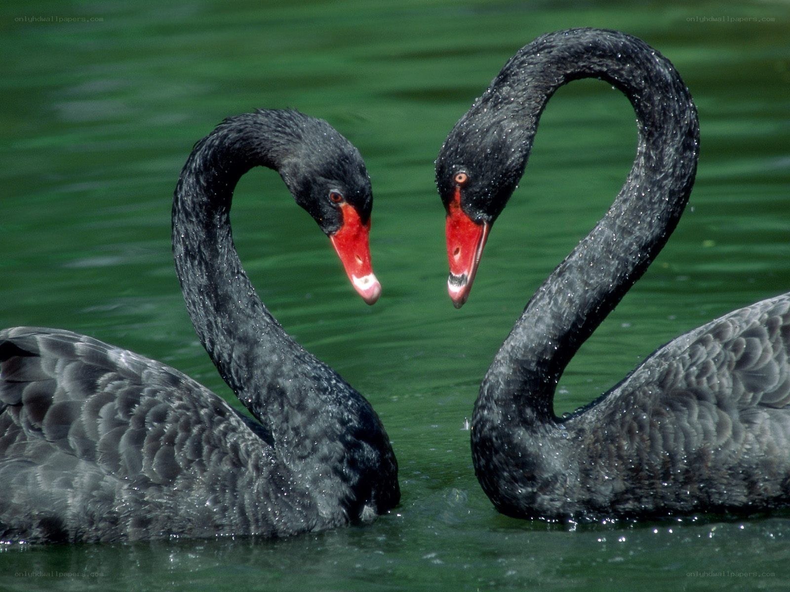 Two black swans on water