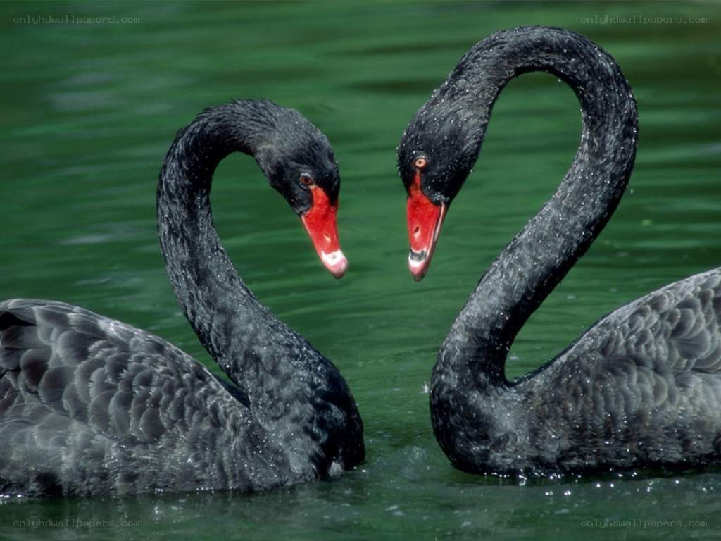 Two black swans on water
