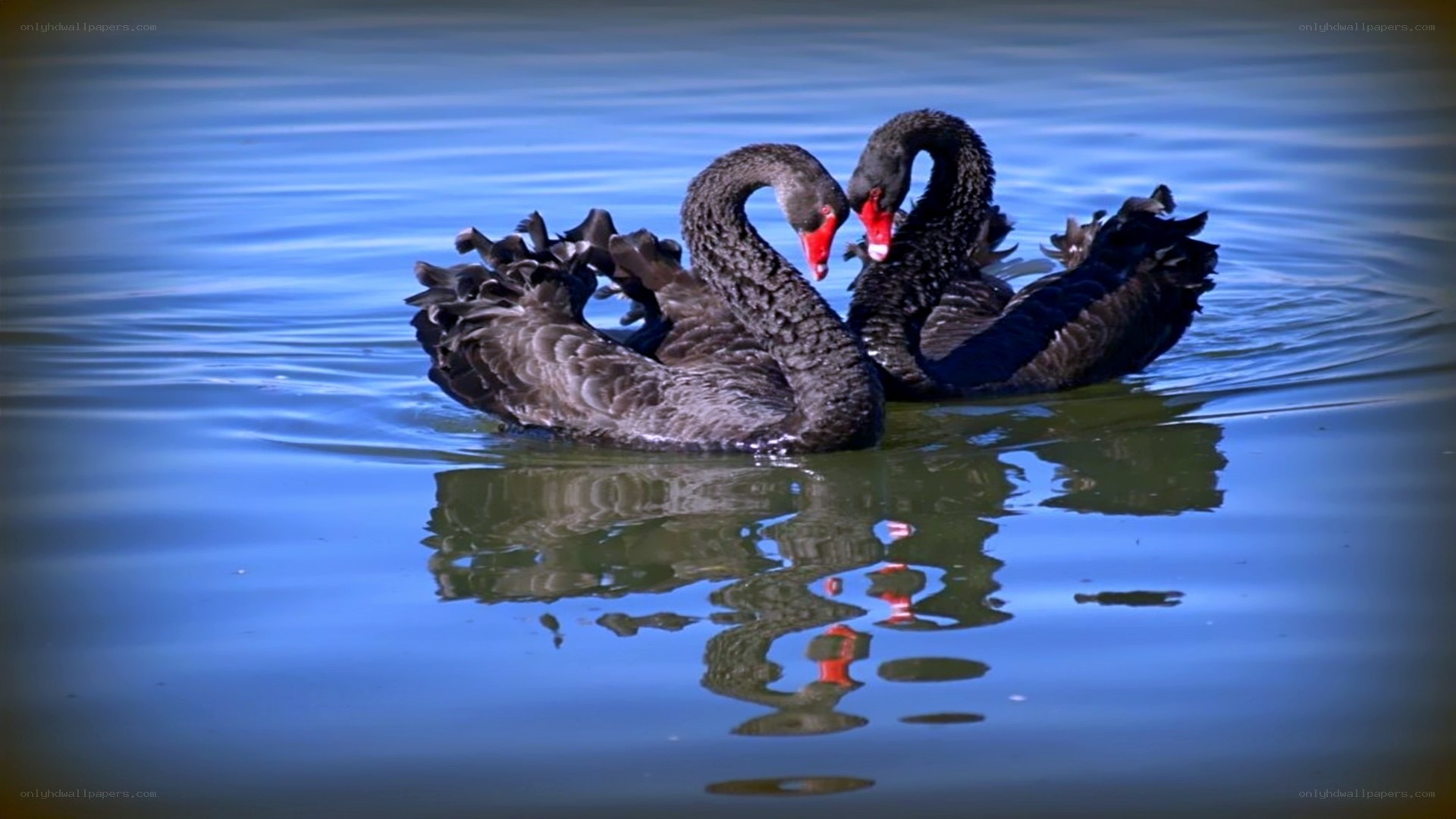 Two black swans on water