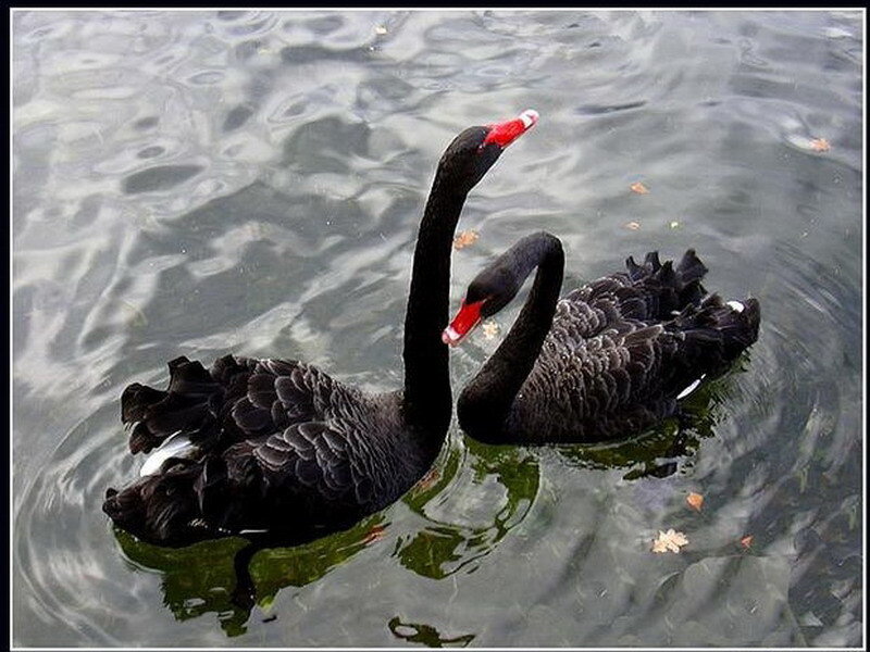 Two black swans on water
