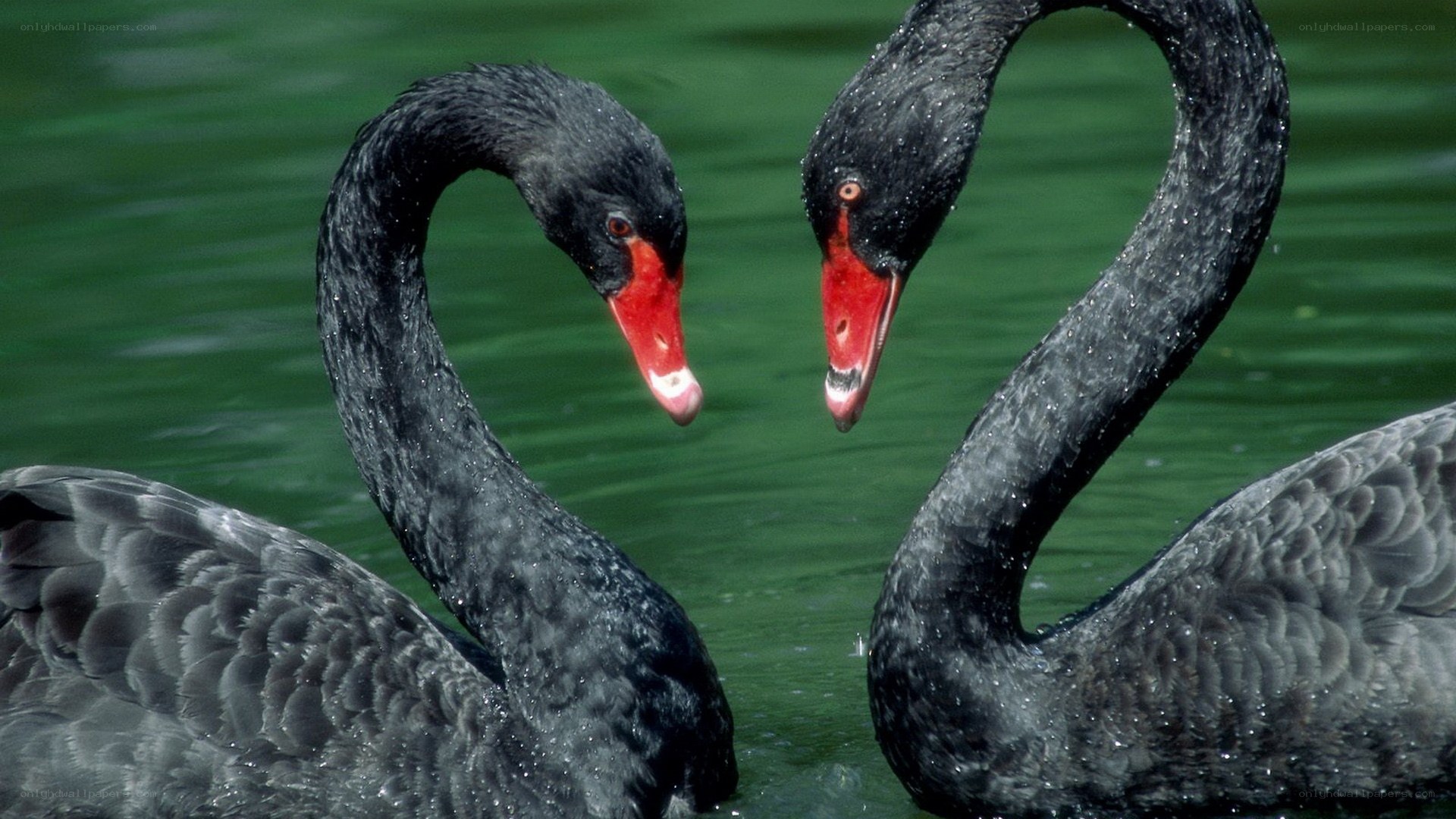 Two black swans on water