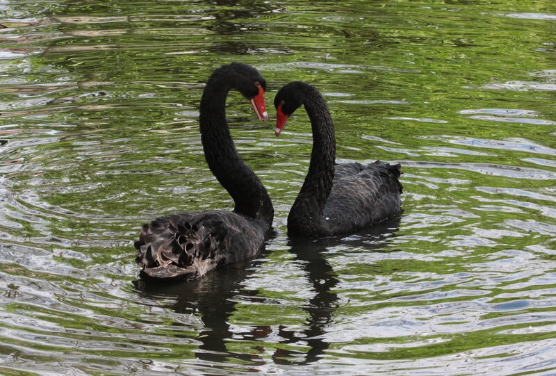 Two Black Swans — Serene, Afternoon, Photograph