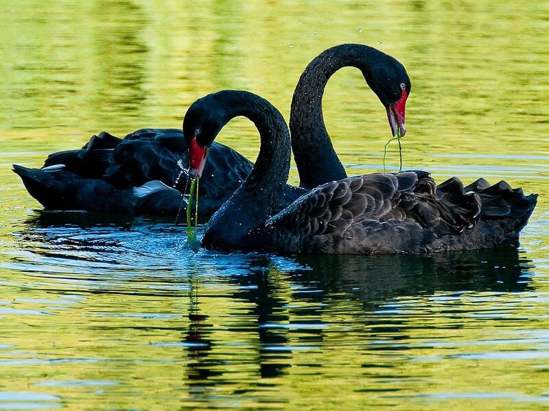 Two Black Swans — Serene, Afternoon