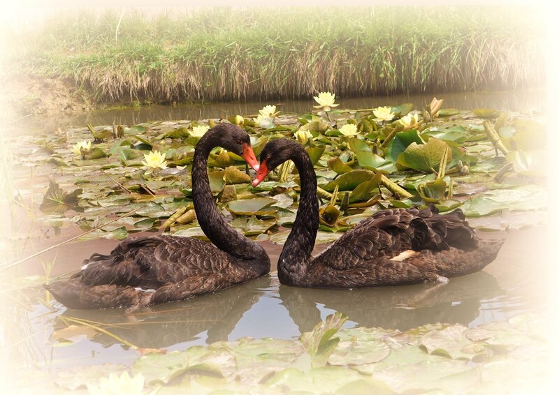 Two Black Swans — Serene, Morning