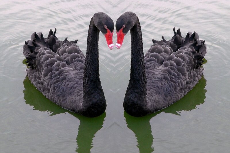 Two Black Swans — Serene, Photograph