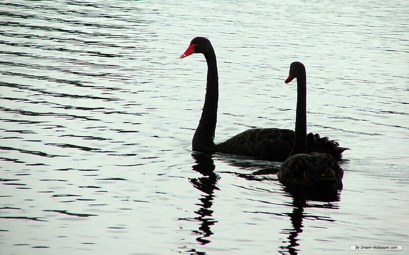 Two Black Swans — Serene, Photograph, Water
