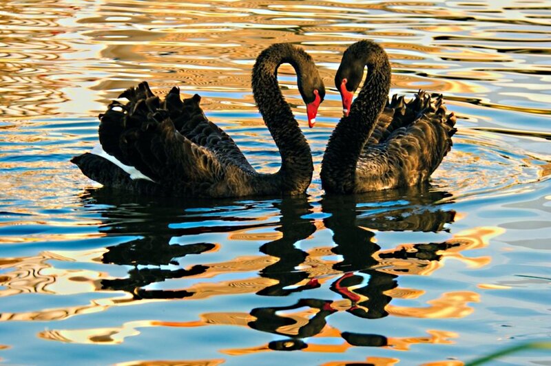 Two Black Swans — Serene, Sunset