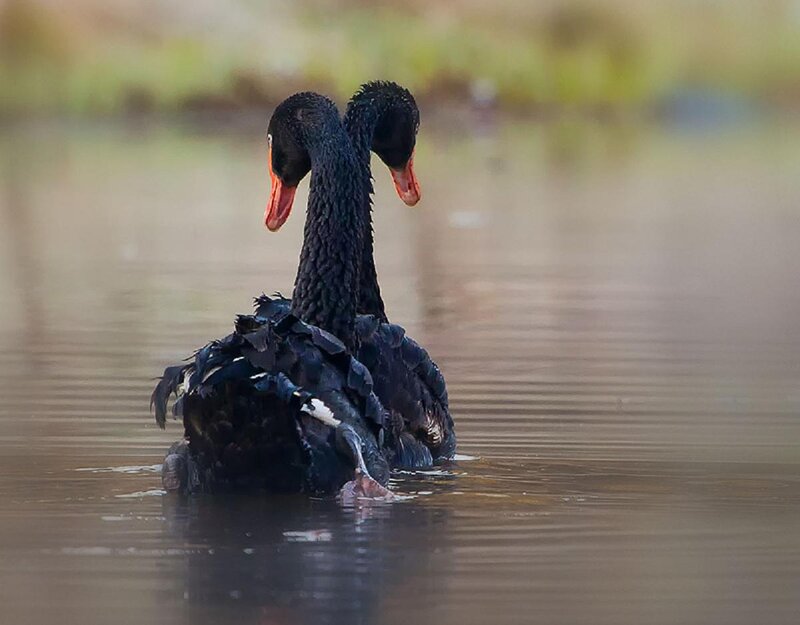 Two Black Swans — Serene