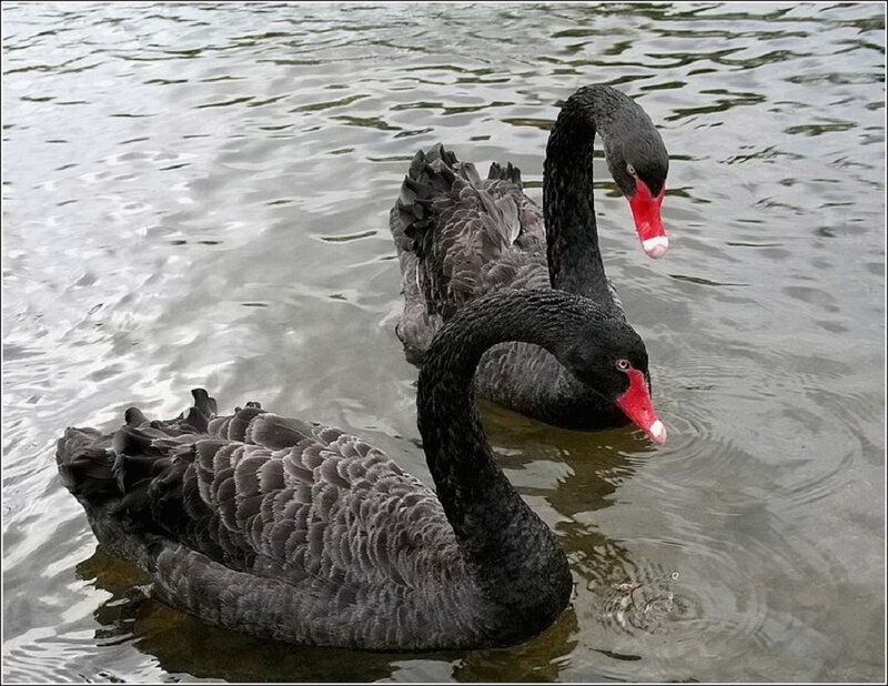 Two Black Swans