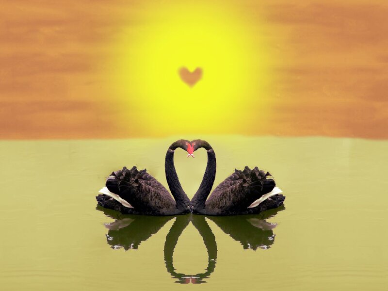 Two Black Swans — Yellow