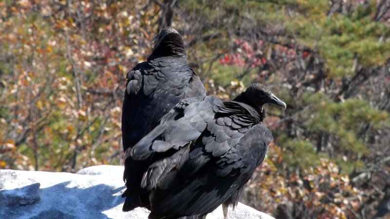 Two Black Vultures — Calm