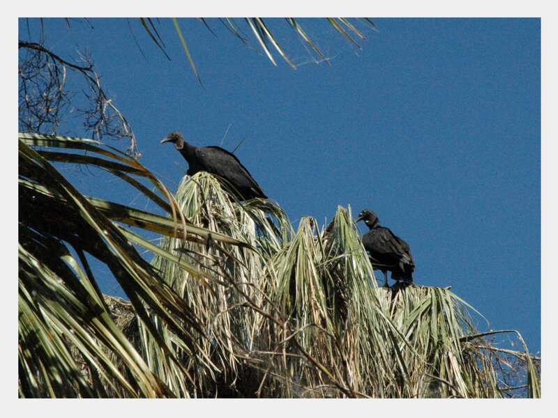Two Black Vultures