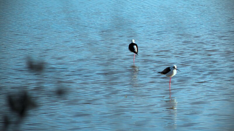 Two Black-winged Stilt Birds