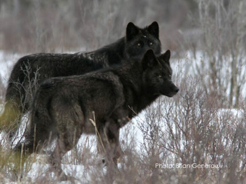 Two Black Wolves — Alert, Winter