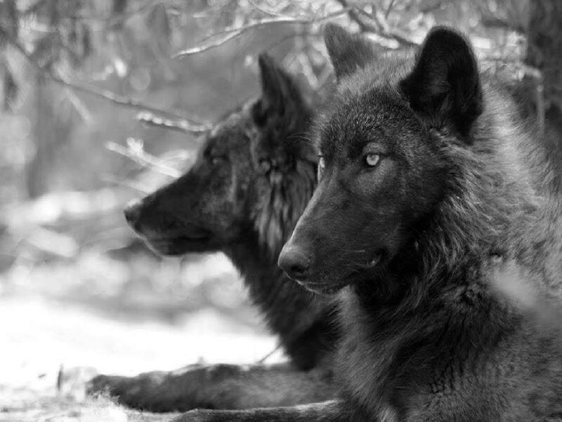 Two Black Wolves — Calm, Photograph