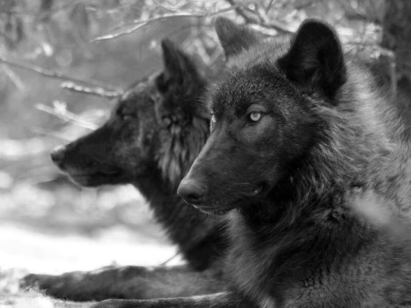 Two Black Wolves — Calm, Winter