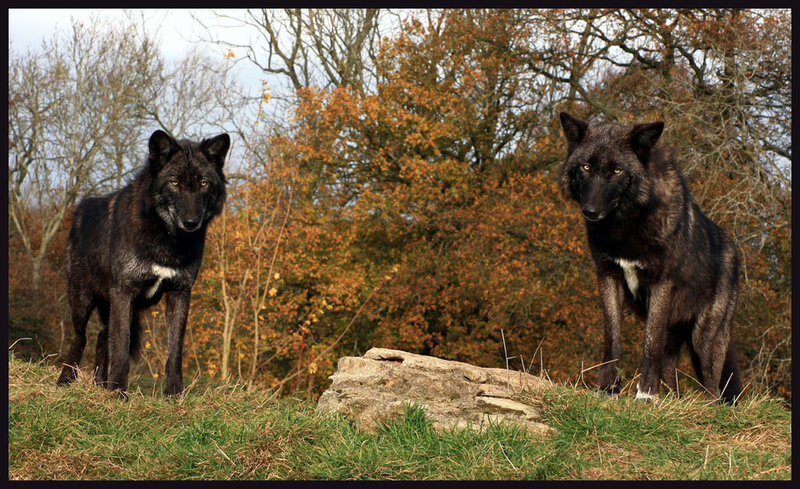 Two Black Wolves — Green