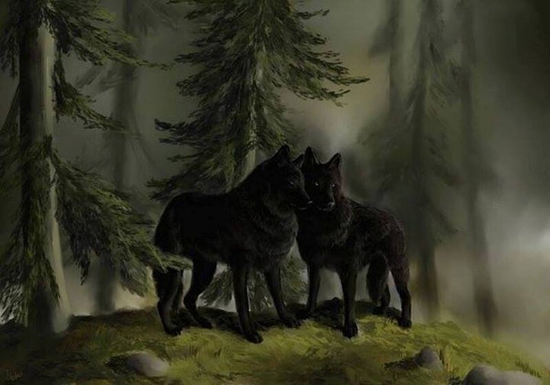 Two Black Wolves — Mysterious, Night