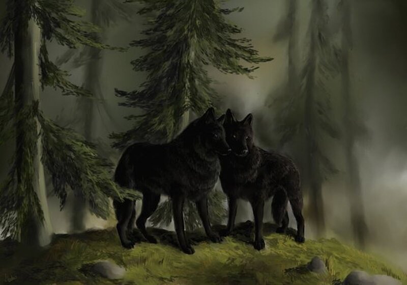 Two Black Wolves — Mysterious