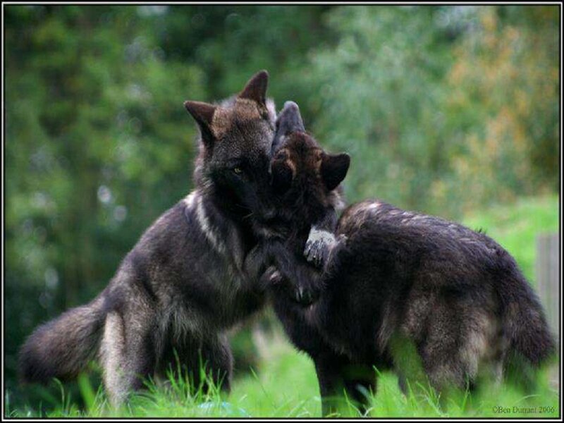 Two Black Wolves Playing