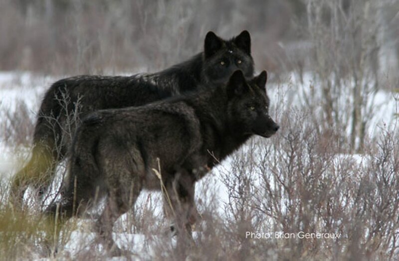 Two Black Wolves